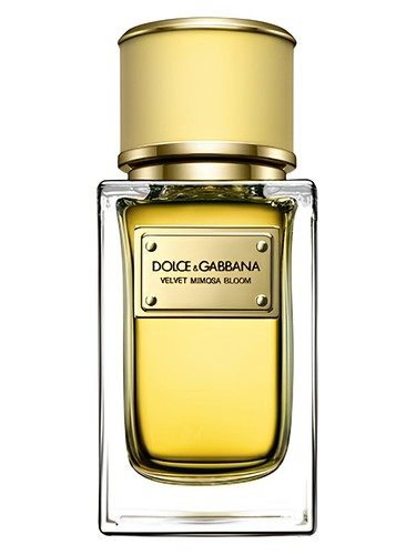 Velvet Mimosa Bloom Dolce&Gabbana